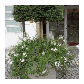 balkonblumen3